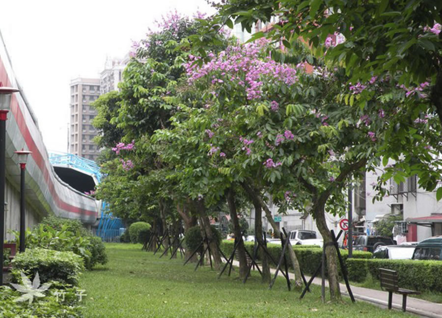Cây bằng lăng công trình