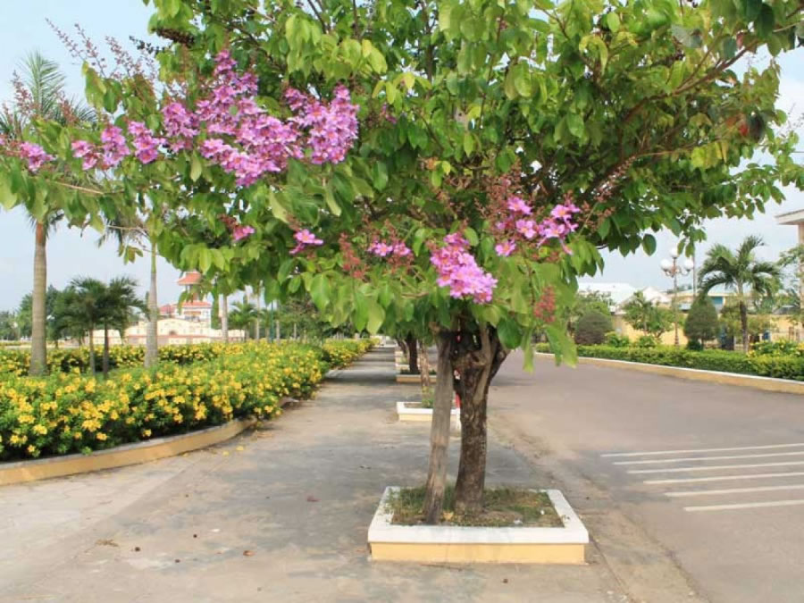 Cây bằng lăng công trình