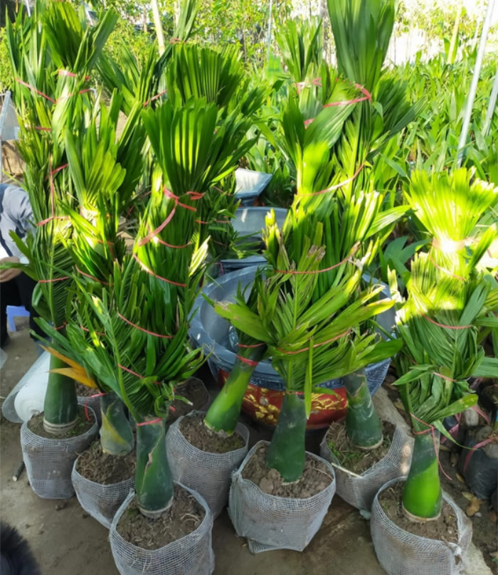 Cây cau lùn cảnh đẹp