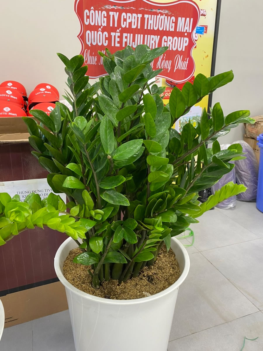 Cây kim ngân tiền phát tài khai trương