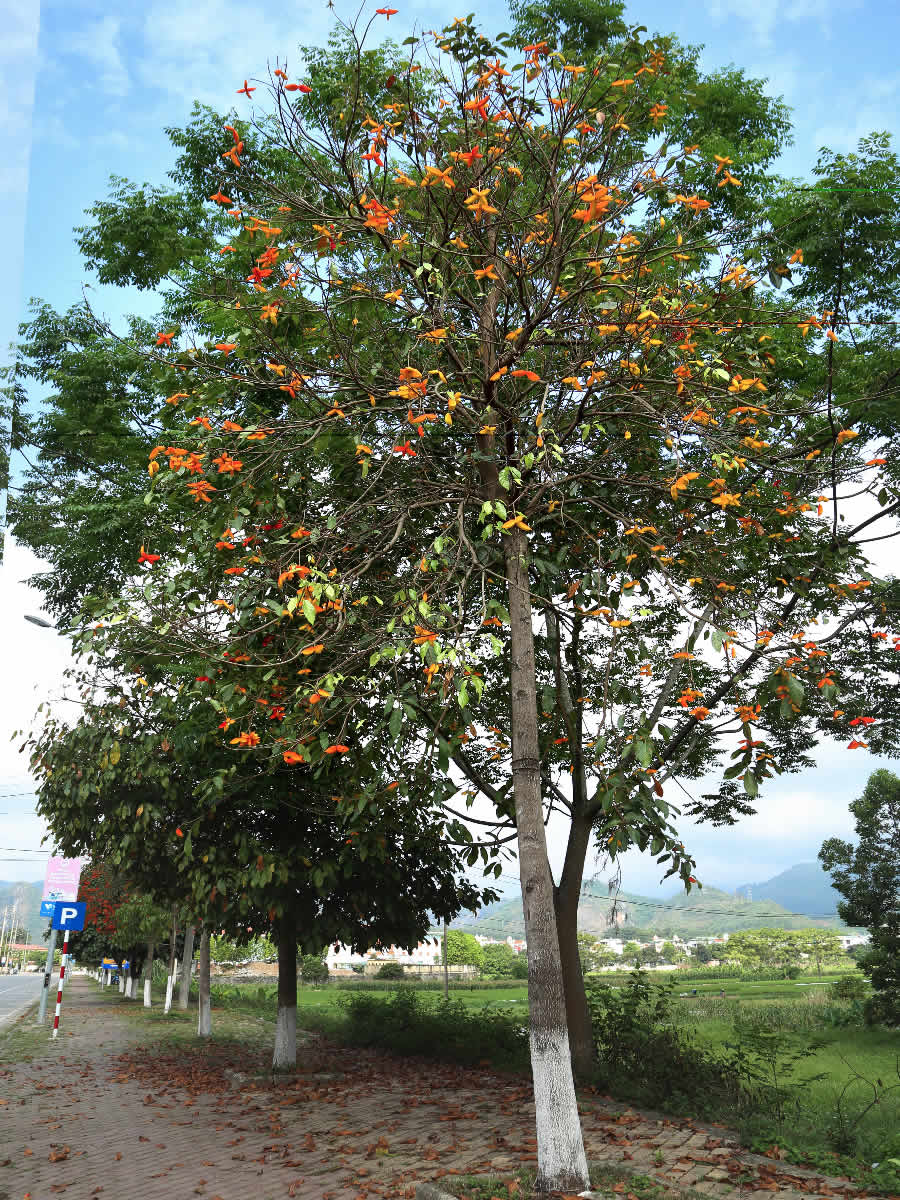 Cây Sang công trình