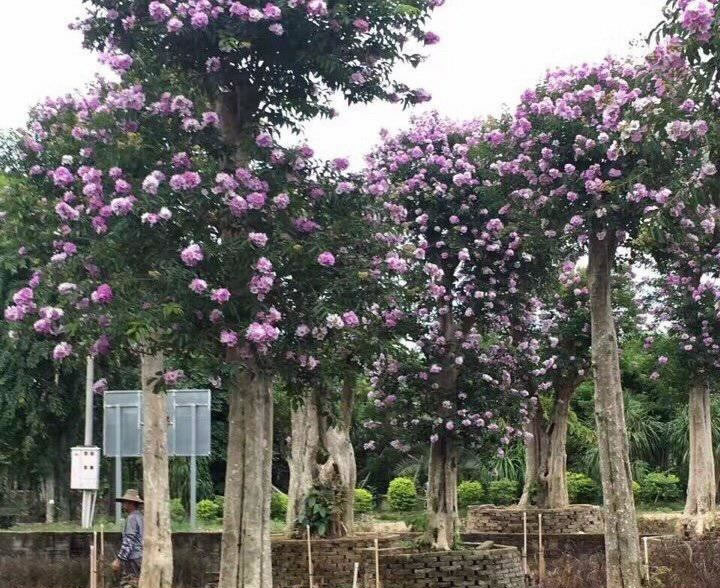 Cây săng lẻ công trình