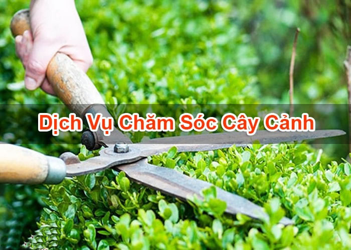 Dịch vụ chăm sóc cây cảnh
