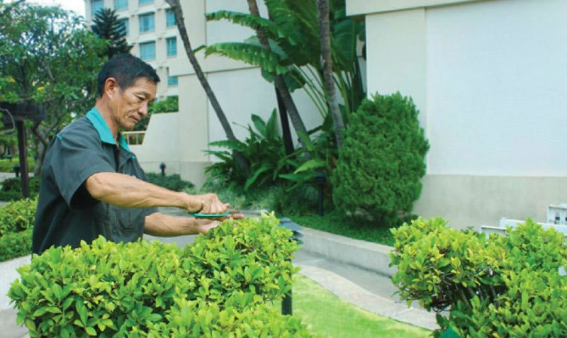 Dịch vụ chăm sóc cây cảnh