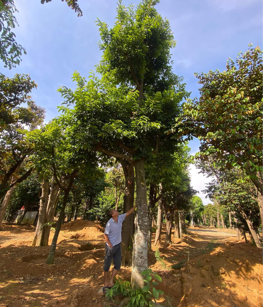 Cây chay ăn quả