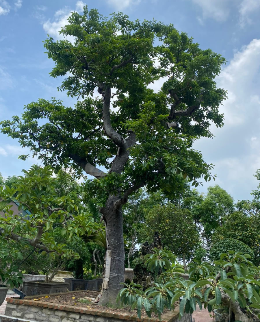 Cây chay ăn quả