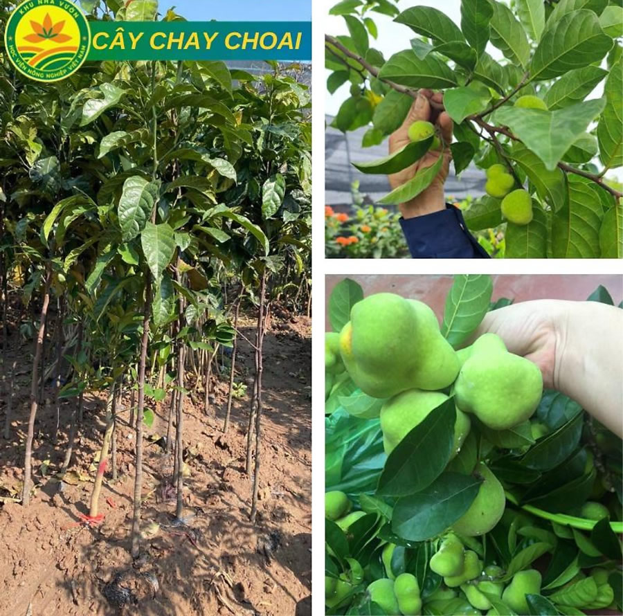 Cây chay ăn quả
