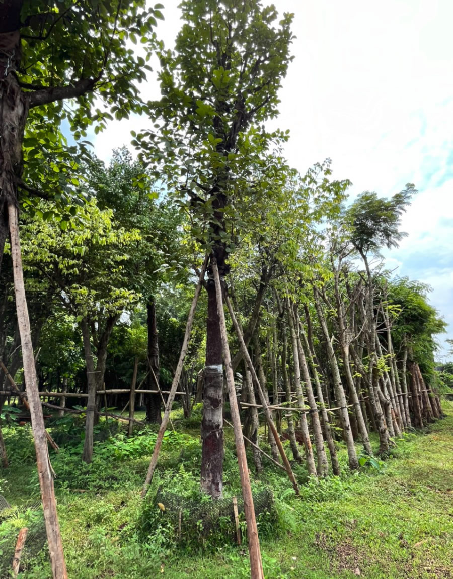 Cây chay ăn quả