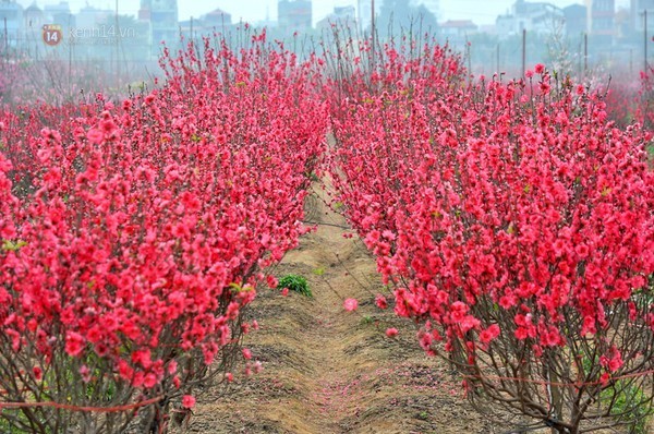 Dịch vụ trồng thuê đào Tết