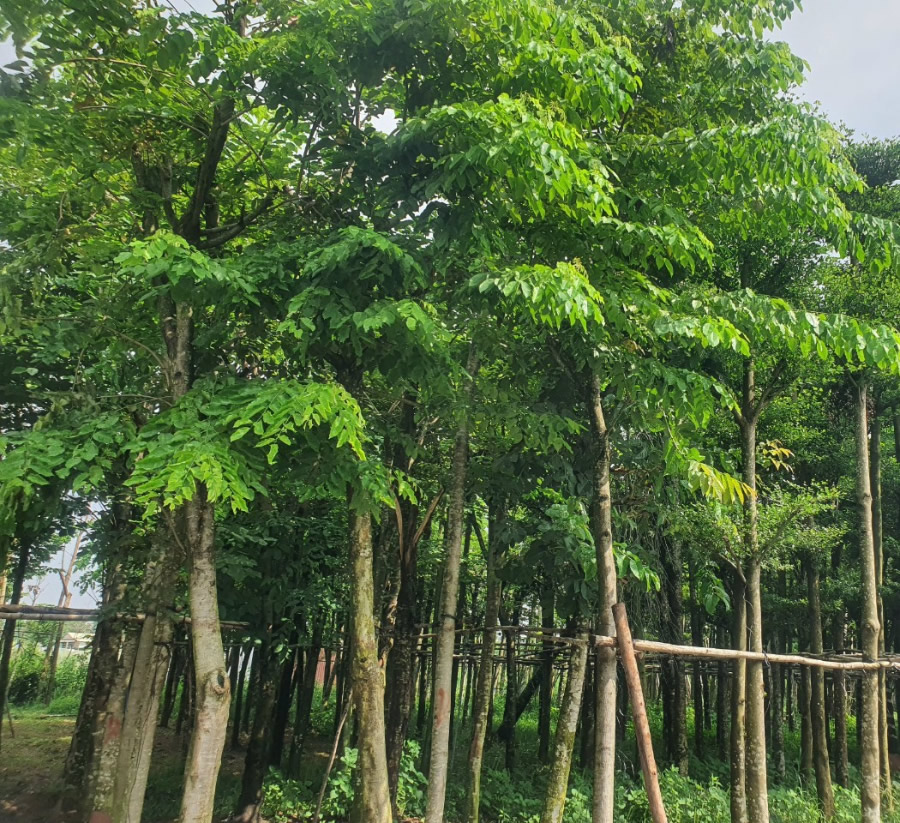 Cây giáng hương công trình