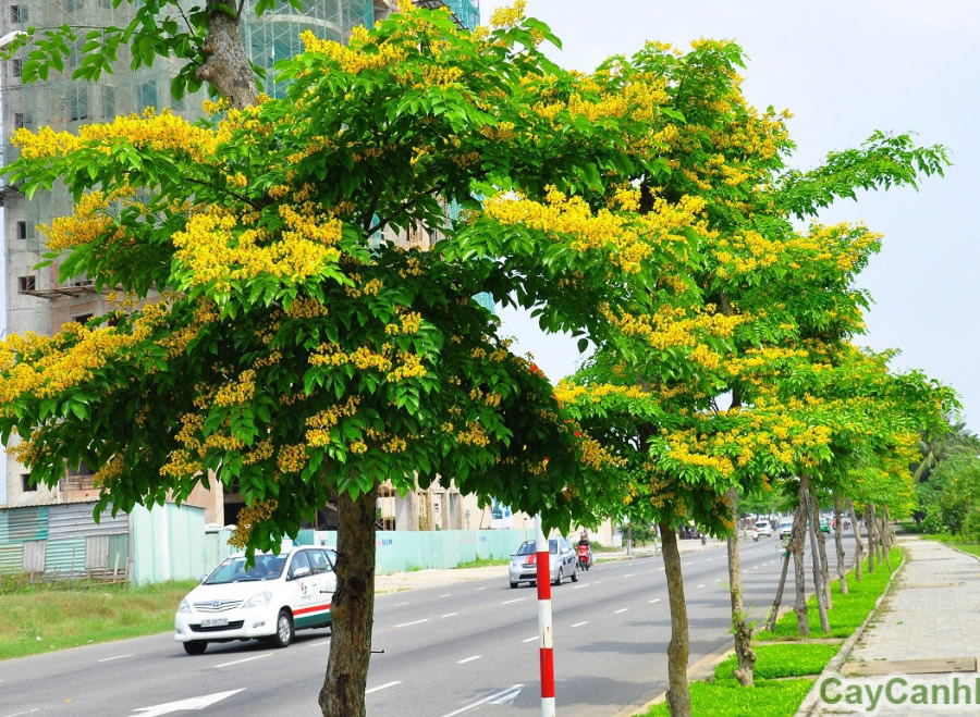 Cây giáng hương công trình