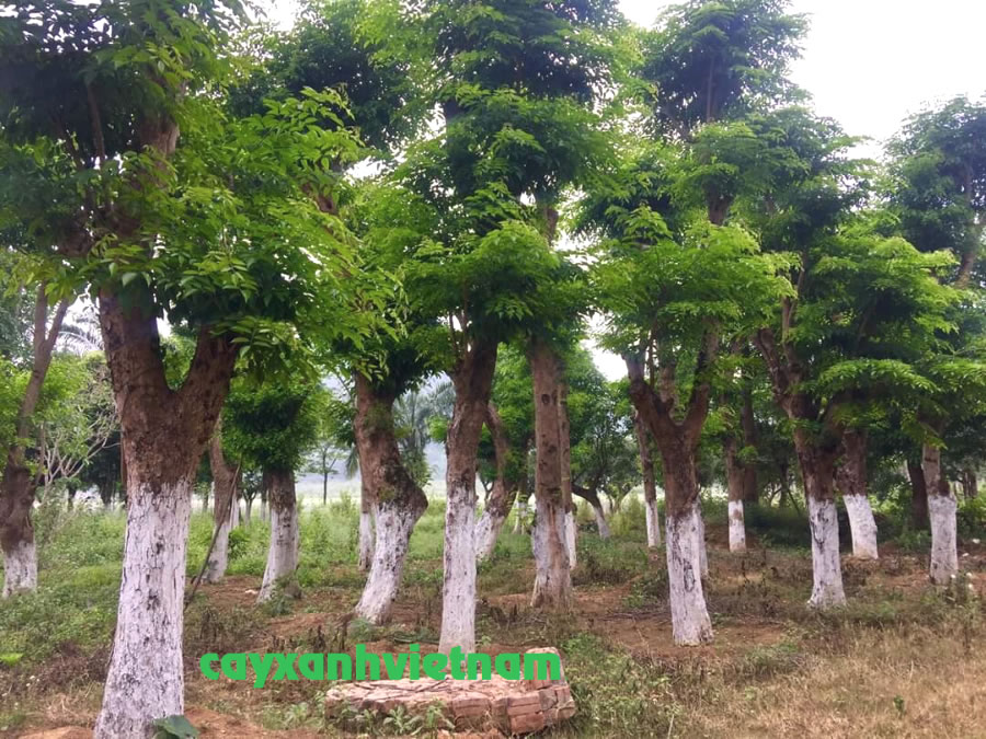 Cây giáng hương công trình