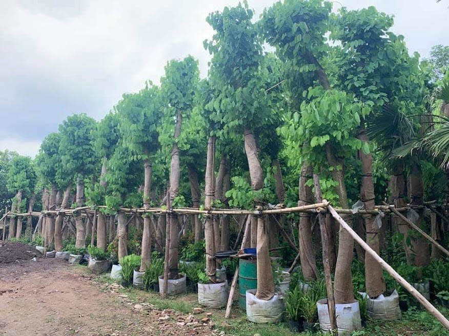 Cây Hoa ban công trình