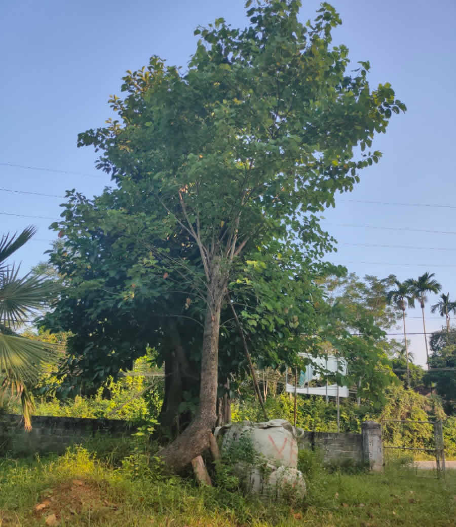 Cây Hoa ban công trình