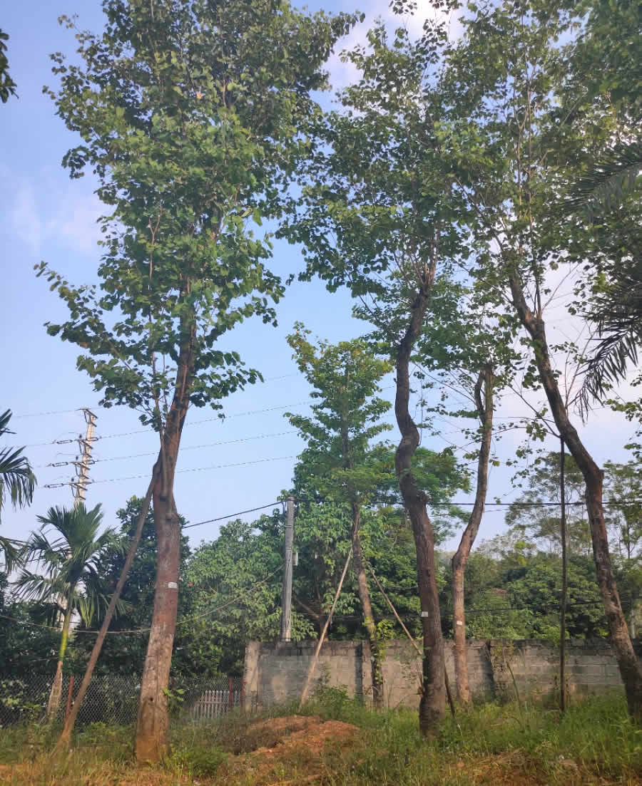 Cây Hoa ban công trình