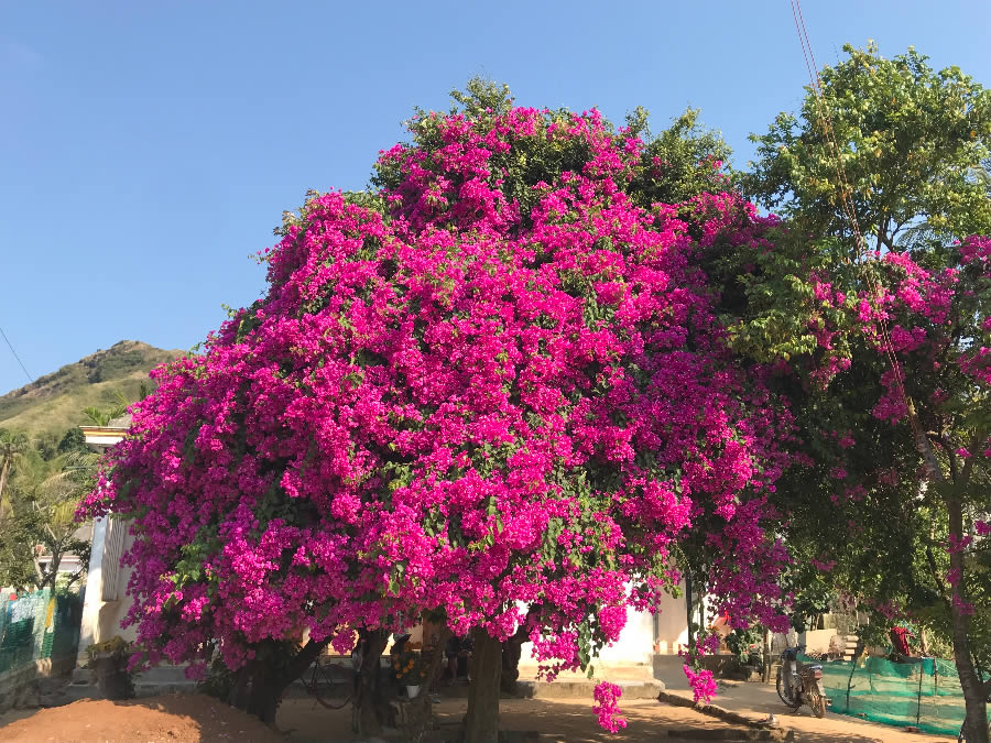 Hoa giấy đỏ lửa