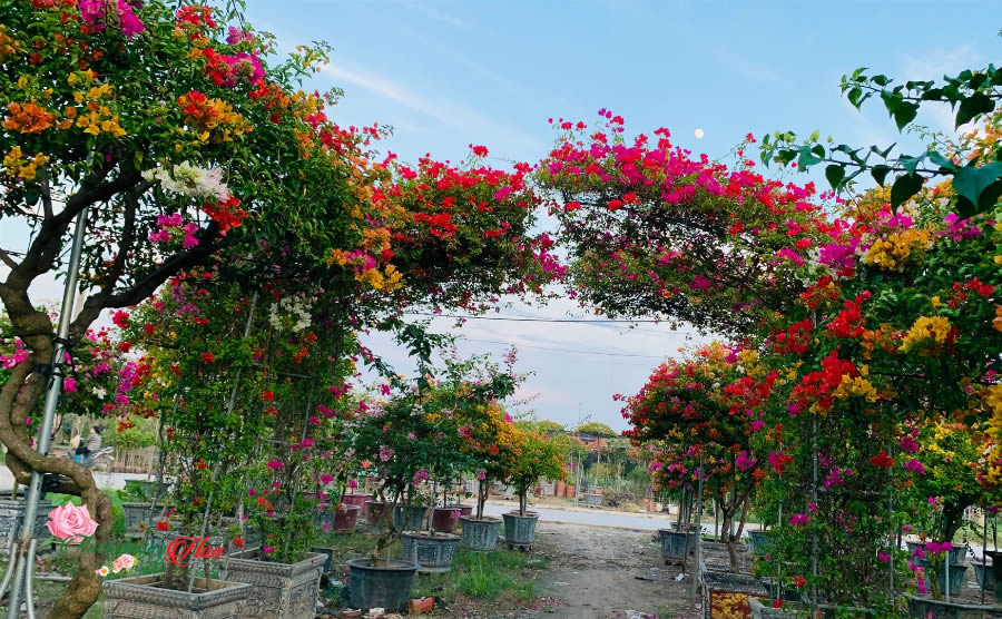 Cây Hoa giấy ngũ sắc