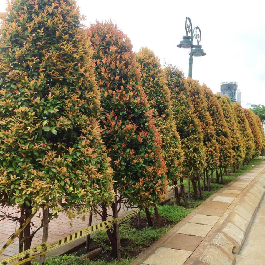 Cây hồng lộc cảnh quan
