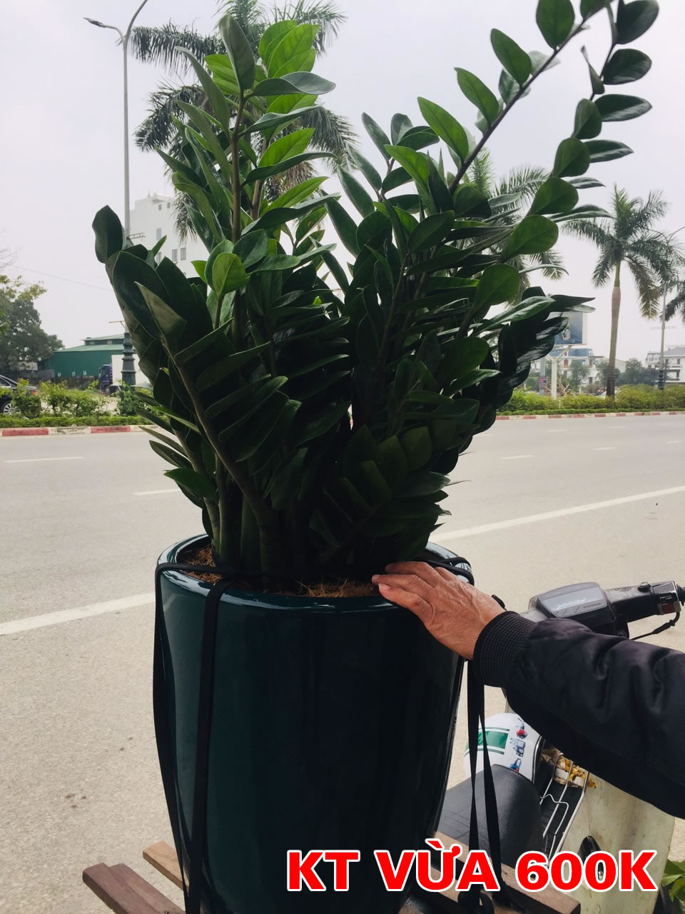 Cây kim ngân tiền phát tài khai trương