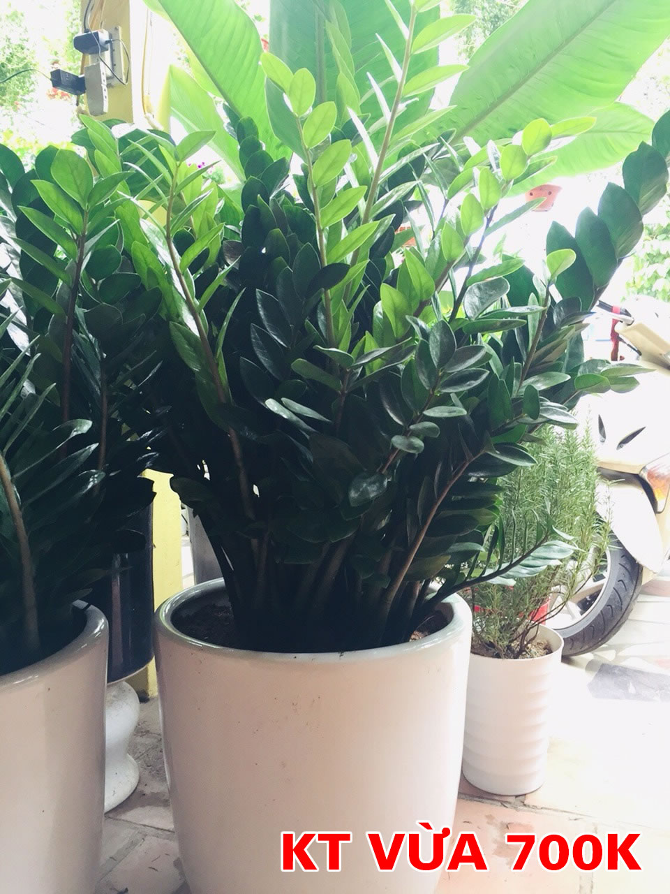 Cây kim ngân tiền phát tài khai trương
