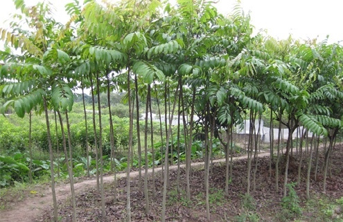 Cây Sấu công trình