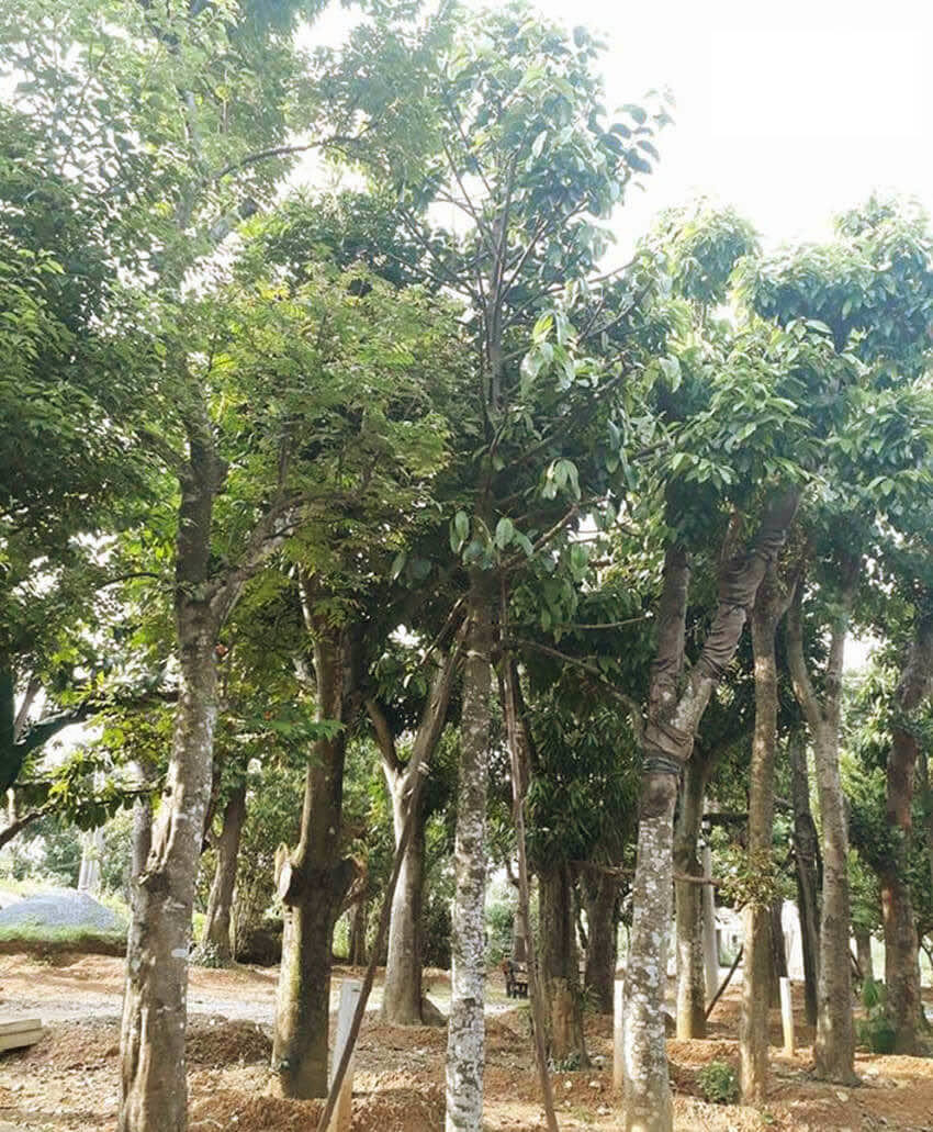 Cây Lát hoa công trình