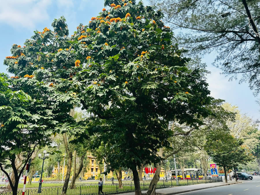 Cây Lát hoa công trình