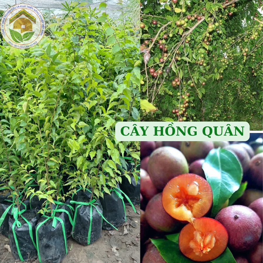 Cây bồ quân (mận quân)