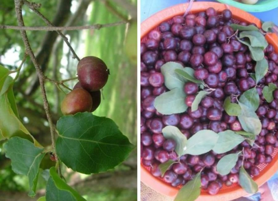Cây bồ quân (mận quân)