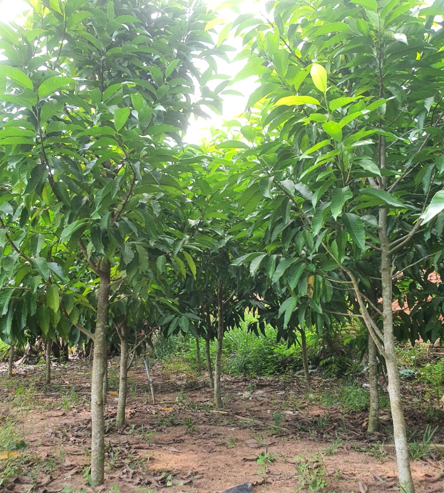Cây hoa Ngọc Lan
