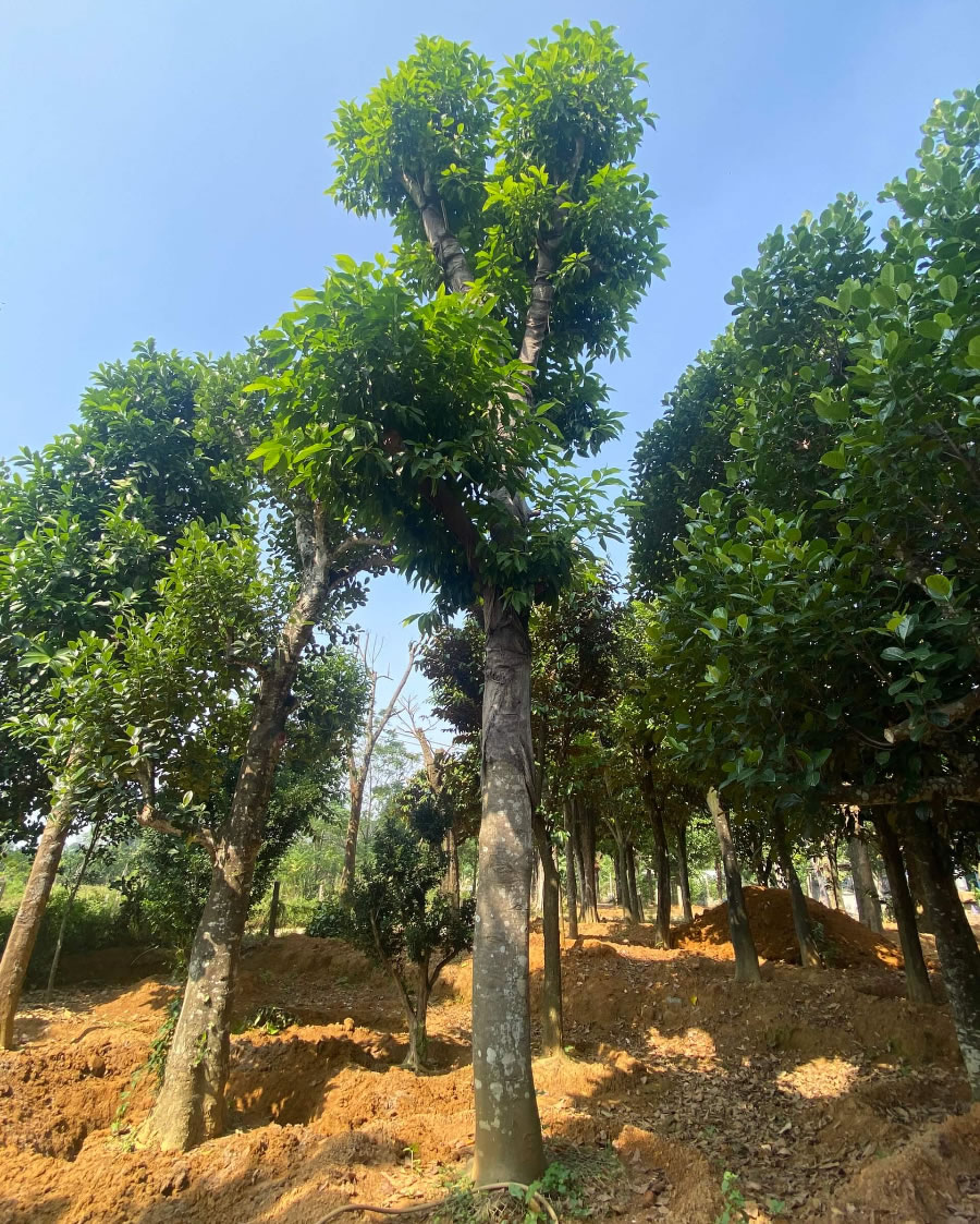 Cây hoa Ngọc Lan