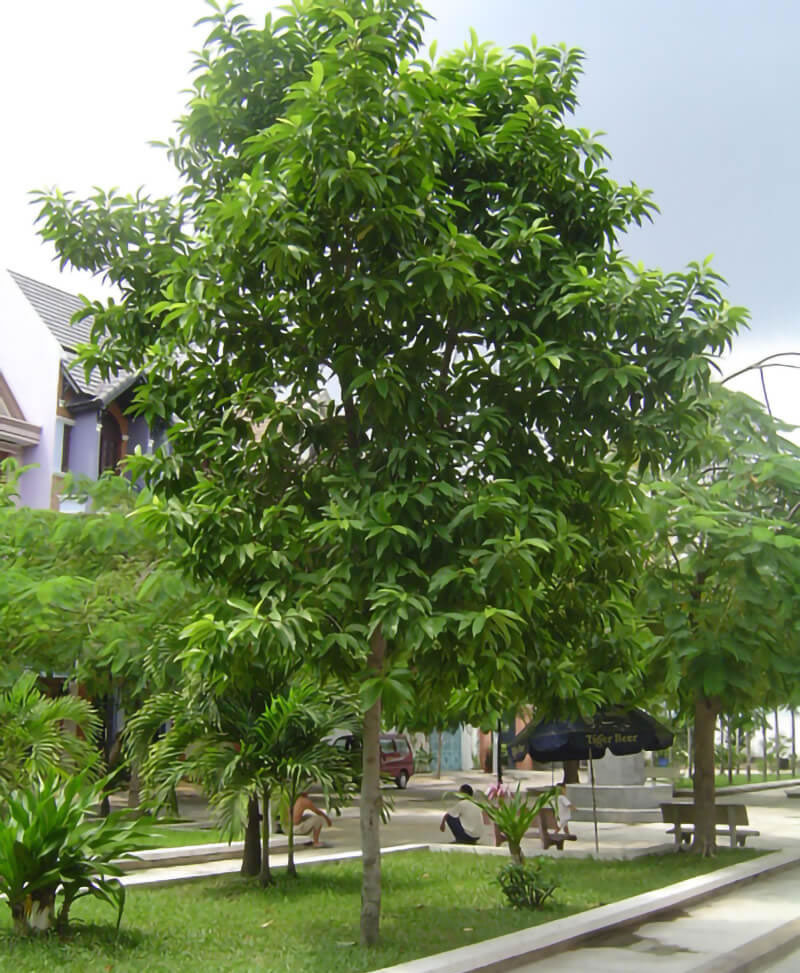 Cây hoa Ngọc Lan