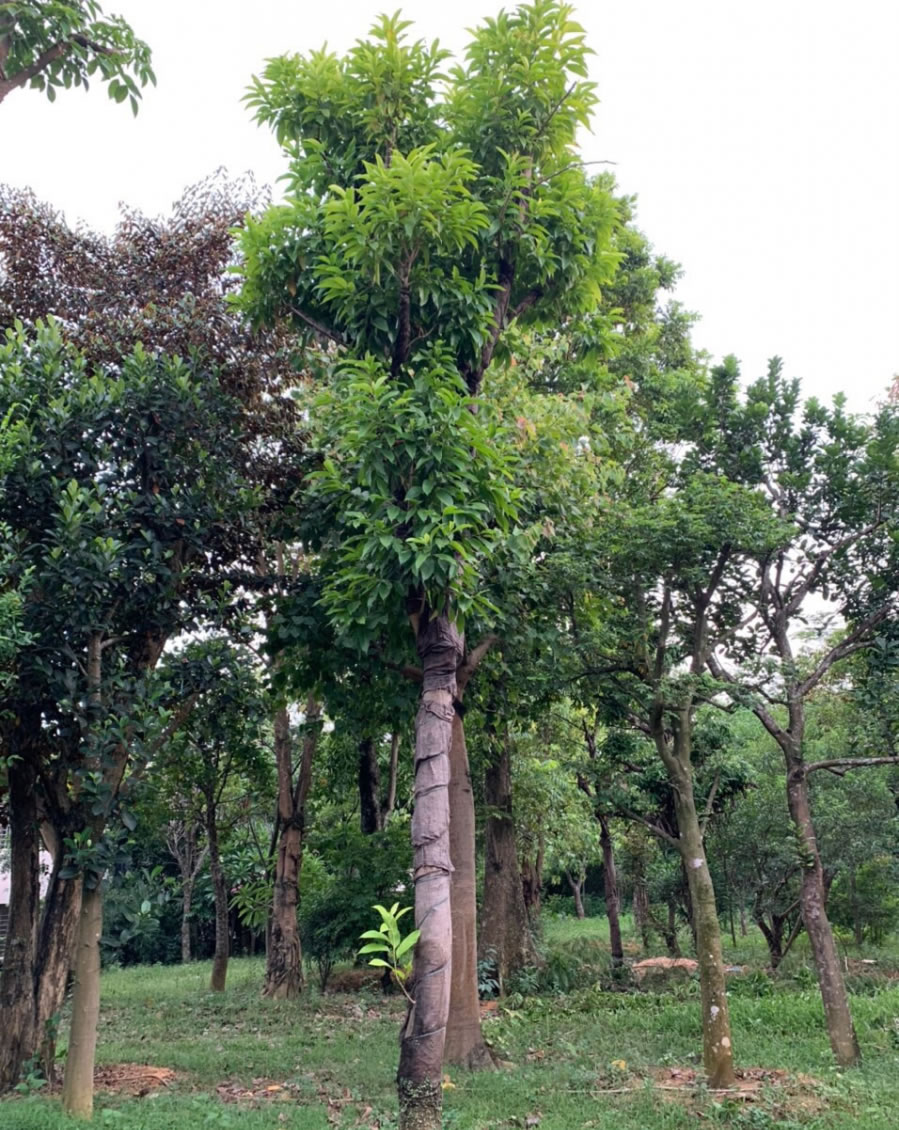 Cây hoa Ngọc Lan
