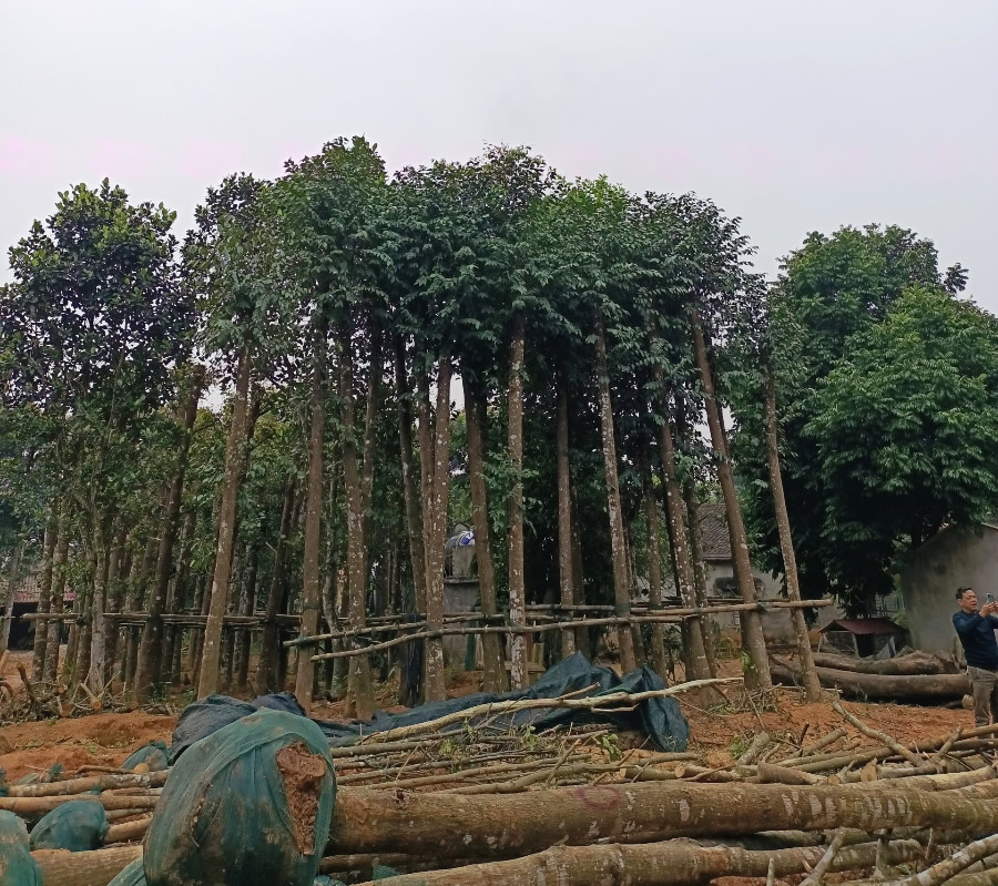 Cây Sao đen công trình