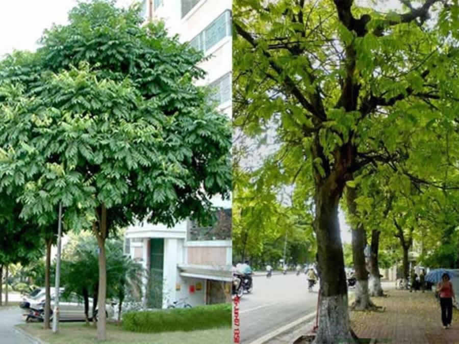 Cây Sấu công trình