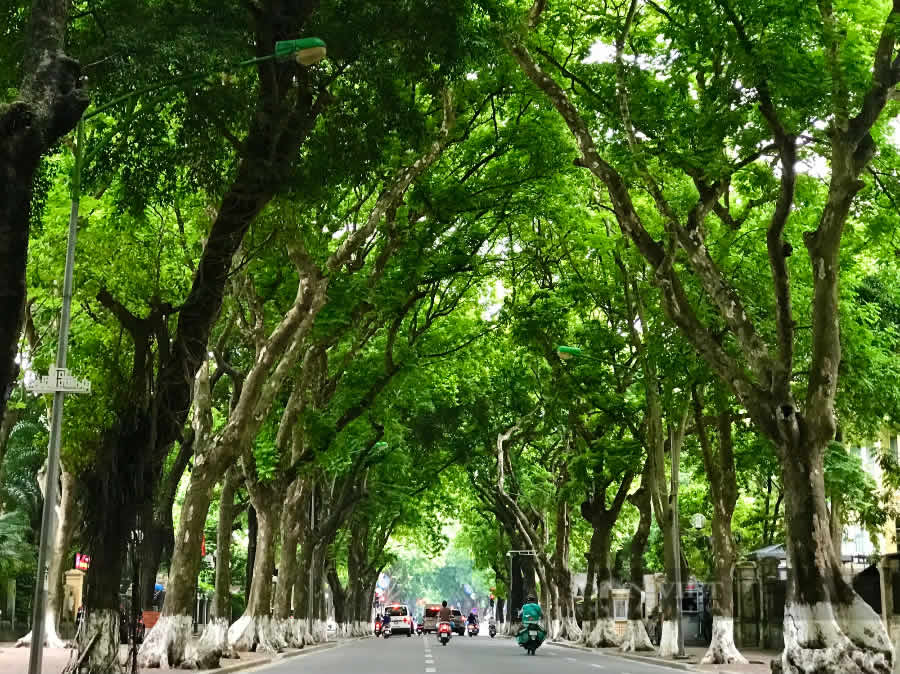 Cây Sấu công trình