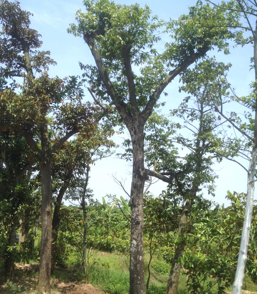 Cây Thị công trình