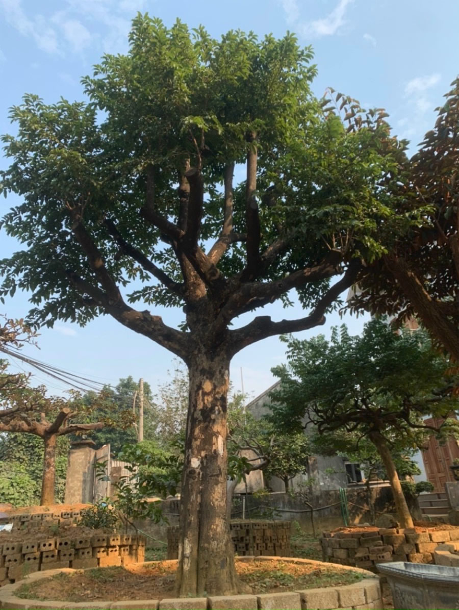Cây Thị công trình