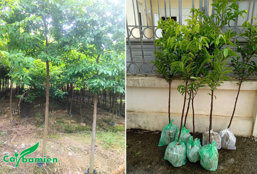 Cây Thị công trình