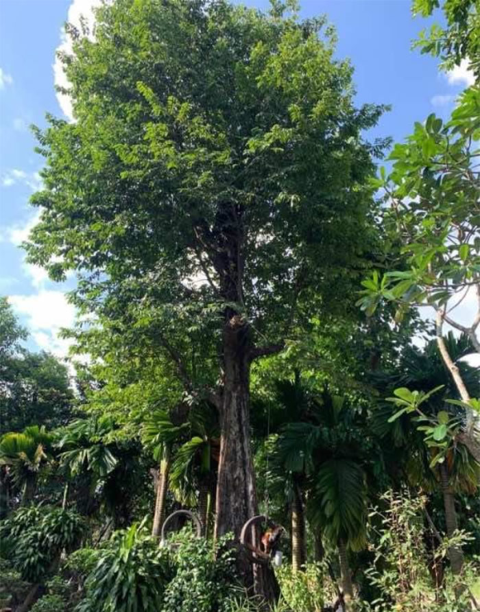 Cây Thị công trình