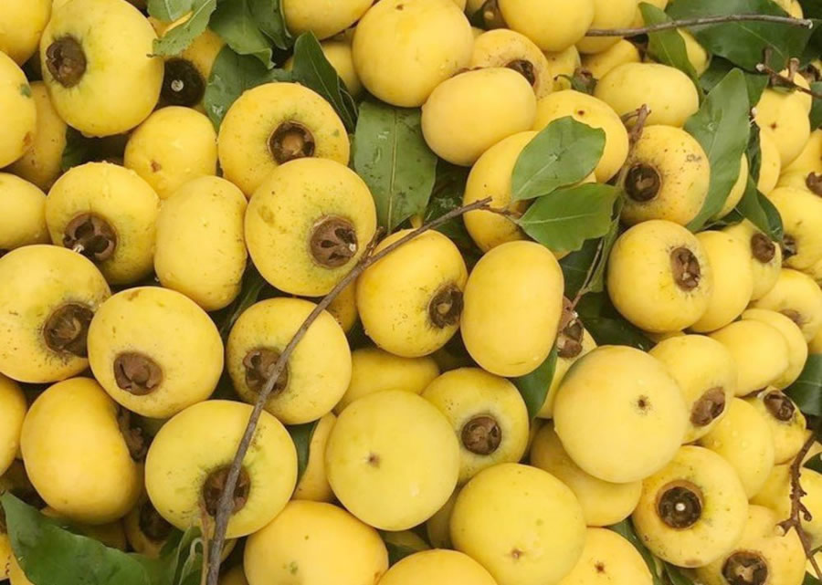 Cây Thị công trình