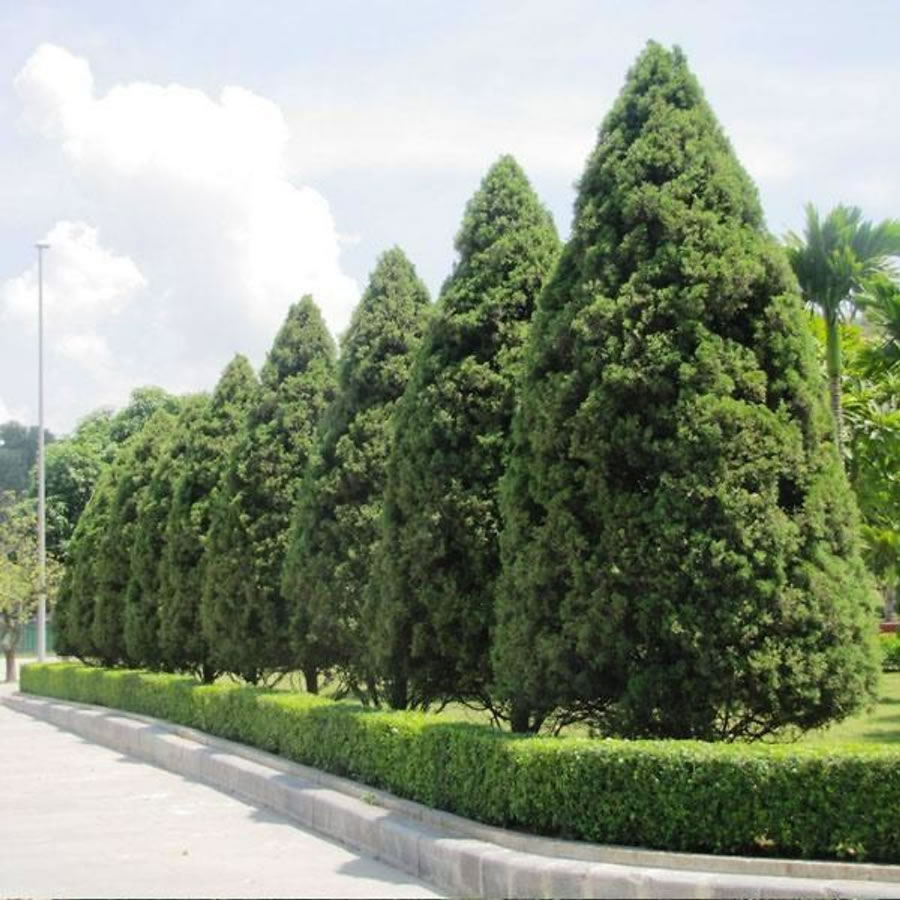 Cây Tùng tháp