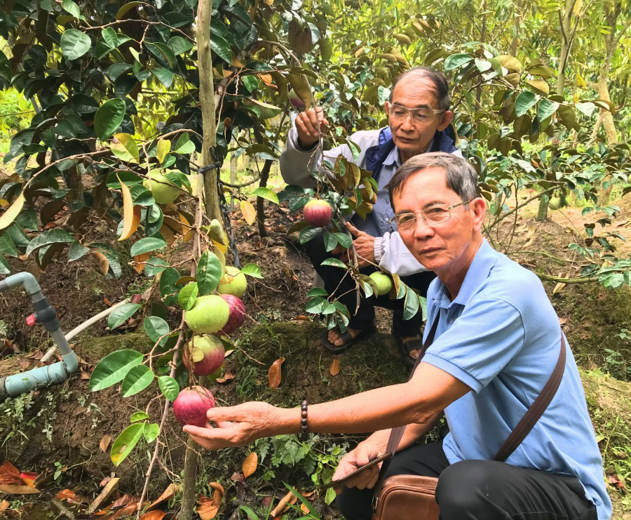 Cây vú sữa ăn quả