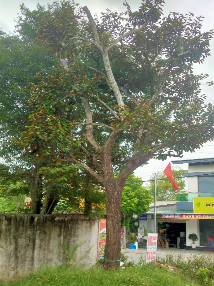 Cây vú sữa ăn quả